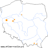 wystepowanie - Celastrus orbiculatus (dławisz okrągłolistny)