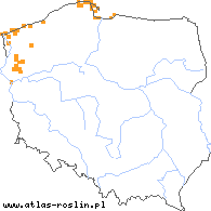 wystepowanie - Centaurium littorale (centuria nadbrzeżna)