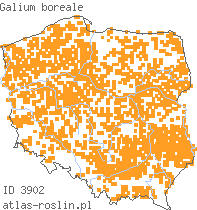 wystepowanie - Galium boreale (przytulia północna)