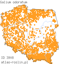 wystepowanie - Galium odoratum (przytulia wonna)