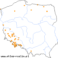 wystepowanie - Galium pumilum (przytulia szorstkoowockowa)