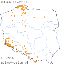 wystepowanie - Galium saxatile (przytulia hercyńska)