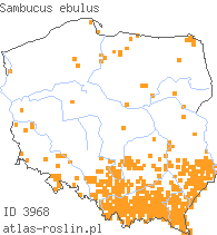 wystepowanie - Sambucus ebulus (bez hebd)