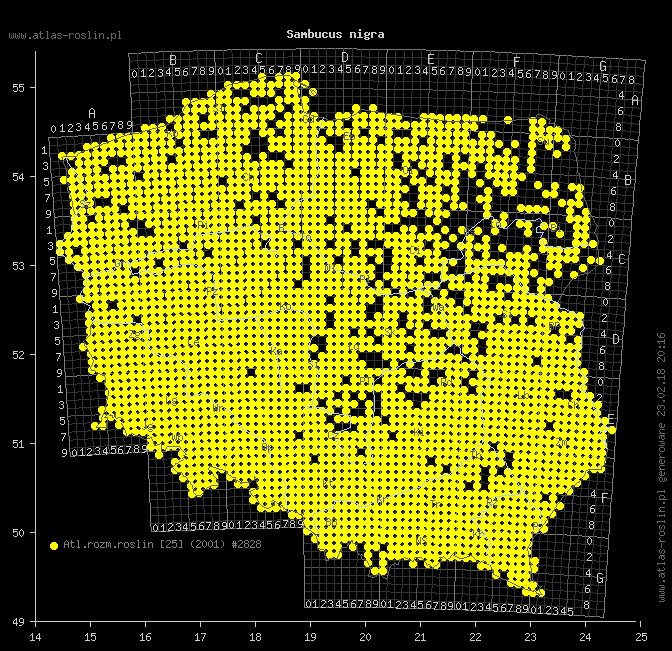 wystepowanie - Sambucus nigra (bez czarny)