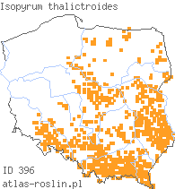 wystepowanie - Isopyrum thalictroides (zdrojówka rutewkowata)