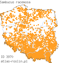 wystepowanie - Sambucus racemosa (bez koralowy)