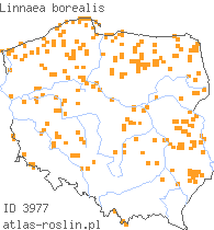 wystepowanie - Linnaea borealis (zimoziół północny)