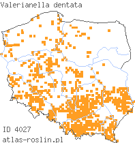 wystepowanie - Valerianella dentata (roszpunka ząbkowana)