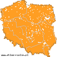 wystepowanie - Knautia arvensis (świerzbnica polna)