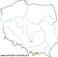 wystepowanie - Knautia kitaibelii (świerzbnica karpacka)