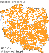 wystepowanie - Succisa pratensis (czarcikęs łąkowy)