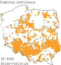 wystepowanie - Scabiosa ochroleuca (driakiew żółtawa)