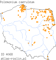 wystepowanie - Polemonium caeruleum (wielosił błękitny)