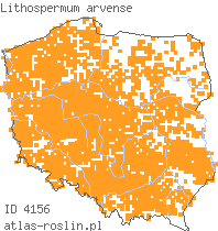 wystepowanie - Lithospermum arvense (nawrot polny)