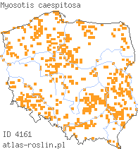 wystepowanie - Myosotis caespitosa (niezapominajka darniowa)