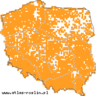 wystepowanie - Symphytum officinale (żywokost lekarski)