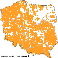 wystepowanie - Ficaria verna (ziarnopłon wiosenny)