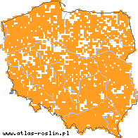 wystepowanie - Ranunculus flammula (jaskier płomiennik)