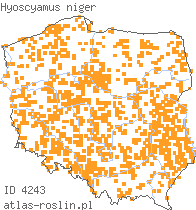 wystepowanie - Hyoscyamus niger (lulek czarny)