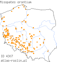 wystepowanie - Misopates orontium (wyżlin polny)