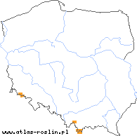wystepowanie - Bartsia alpina (bartsja alpejska)