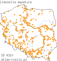 wystepowanie - Limosella aquatica (namulnik brzegowy)