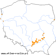 wystepowanie - Orthantha lutea (ortanta żółta)