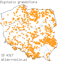 wystepowanie - Digitalis grandiflora (naparstnica zwyczajna)