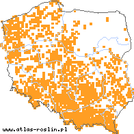 wystepowanie - Euphrasia rostkoviana (świetlik łąkowy)