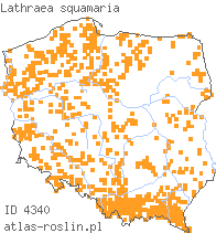 wystepowanie - Lathraea squamaria (łuskiewnik różowy)