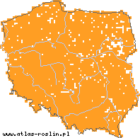 wystepowanie - Linaria vulgaris (lnica pospolita)