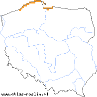 wystepowanie - Linaria odora (lnica wonna)