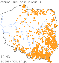 wystepowanie - Ranunculus cassubicus (jaskier kaszubski)