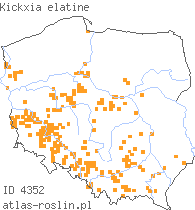 wystepowanie - Kickxia elatine (kiksja oszczepowata)