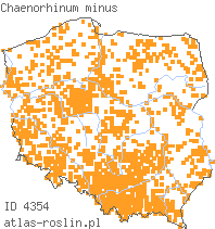 wystepowanie - Chaenorhinum minus (lniczka mała)