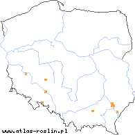 wystepowanie - Lindernia procumbens (lindernia mułowa)