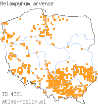 wystepowanie - Melampyrum arvense (pszeniec różowy)