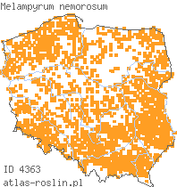 wystepowanie - Melampyrum nemorosum (pszeniec gajowy)