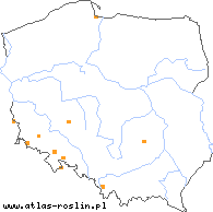 wystepowanie - Mimulus moschatus (kroplik piżmowy)