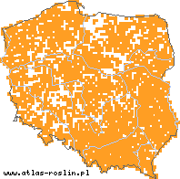 wystepowanie - Rhinanthus serotinus (szelężnik większy)