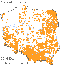 wystepowanie - Rhinanthus minor (szelężnik mniejszy)