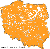 wystepowanie - Scrophularia nodosa (trędownik bulwiasty)