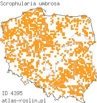 wystepowanie - Scrophularia umbrosa (trędownik skrzydlaty)