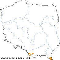 wystepowanie - Tozzia carpatica (tocja karpacka)