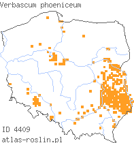 wystepowanie - Verbascum phoeniceum (dziewanna fioletowa)