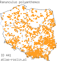 wystepowanie - Ranunculus polyanthemos (jaskier wielokwiatowy)