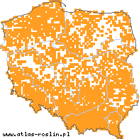 wystepowanie - Veronica beccabunga (przetacznik bobowniczek)