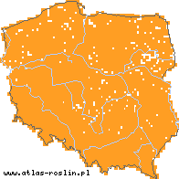 wystepowanie - Veronica chamaedrys s.str. (przetacznik ożankowy  s.str.)