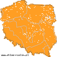 wystepowanie - Veronica chamaedrys s.str. (przetacznik ożankowy s.str.)