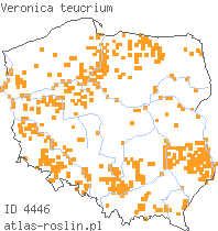 wystepowanie - Veronica teucrium (przetacznik pagórkowy)